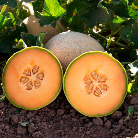  Melon Expedition 5000Semillas, Semillas de Melon Hibrido F1, Harris Moran 627.118644 Melon Expedition 5000Semillas, Semillas de