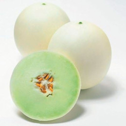 Melon Honey Comb 1000Semillas, Semillas de Melon Hibrido F1, Takii 250.847458 Melon Honey Comb 1000Semillas, Semillas de Melon 