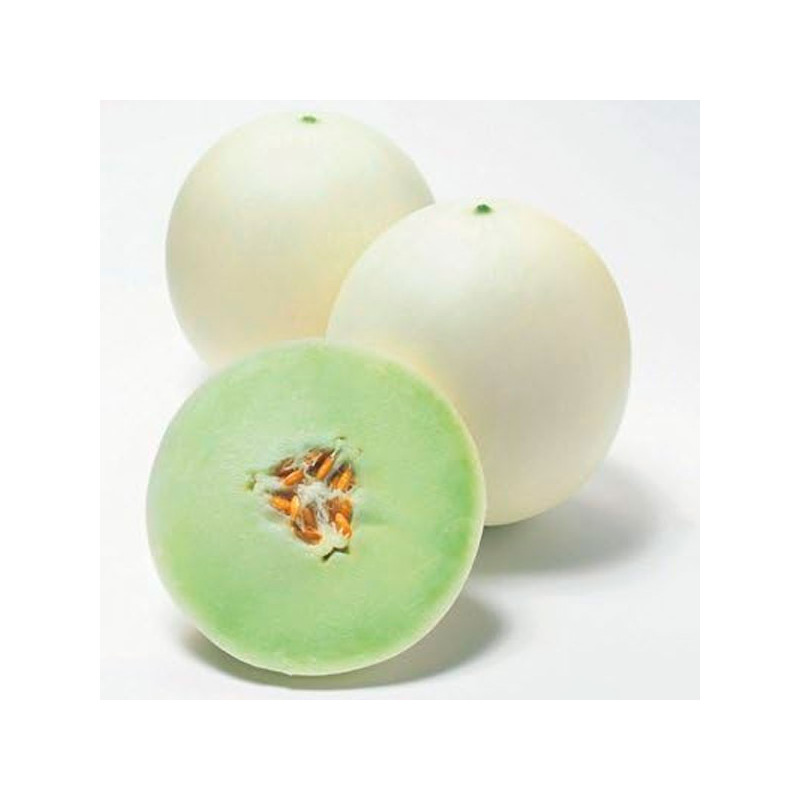  Melon Honey Comb 1000Semillas, Semillas de Melon Hibrido F1, Takii 250.847458 Melon Honey Comb 1000Semillas, Semillas de Melon 