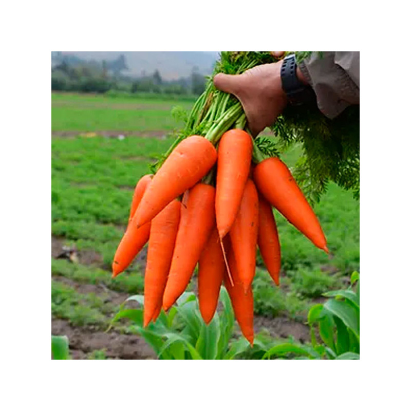  Zanahoria Shogun 300gr, Semillas de Zanahoria Hibrido F1, Takii 302.542373 Zanahoria Shogun 300gr, Semillas de Zanahoria Hibrid