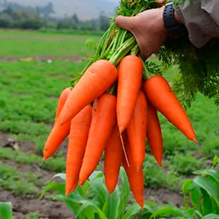  Zanahoria Shogun 300gr, Semillas de Zanahoria Hibrido F1, Takii 302.542373 Zanahoria Shogun 300gr, Semillas de Zanahoria Hibrid