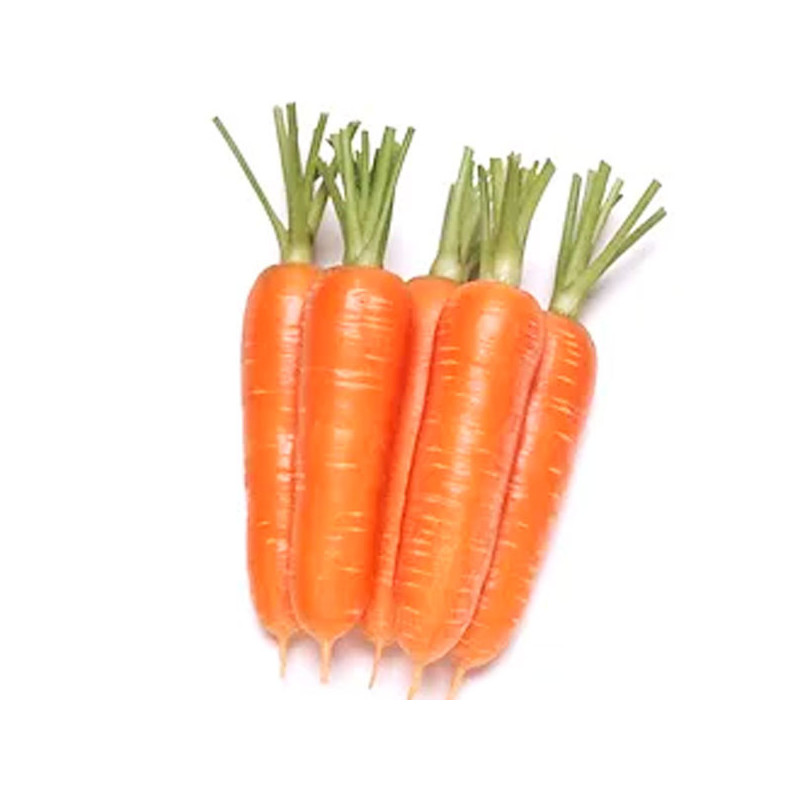  Zanahoria Prominence 300gr, Semillas de Zanahoria Hibrido F1, Takii 255.932203 Zanahoria Prominence 300gr, Semillas de Zanahori