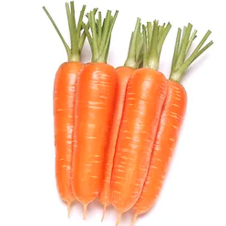  Zanahoria Prominence 300gr, Semillas de Zanahoria Hibrido F1, Takii 255.932203 Zanahoria Prominence 300gr, Semillas de Zanahori