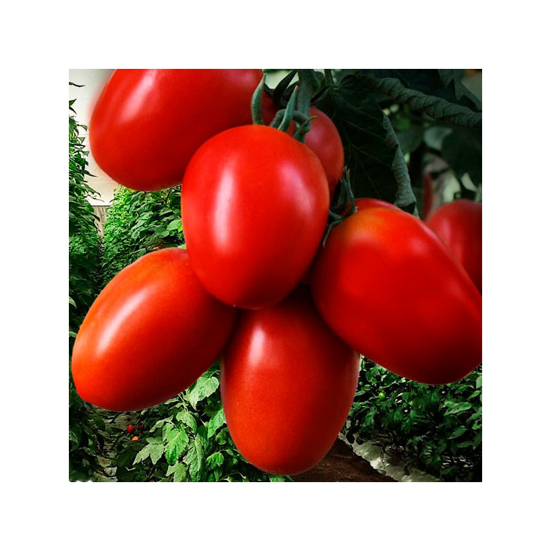  Tomate Pipa 1000Semillas, Semillas de Tomate Hibrido F1, HM Clause 751.694915 Tomate Pipa 1000Semillas, Semillas de Tomate Hibr