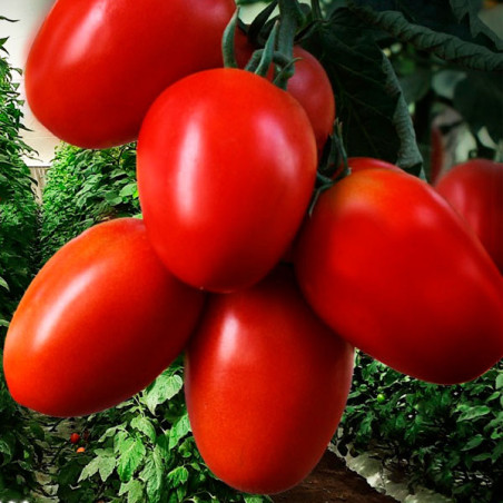  Tomate Pipa 1000Semillas, Semillas de Tomate Hibrido F1, HM Clause 751.694915 Tomate Pipa 1000Semillas, Semillas de Tomate Hibr