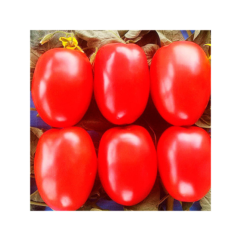  Tomate Tyrant 5000Semillas, Semillas de Tomate Hibrido F1, Nongwoo Bio 1276.271186 Tomate Tyrant 5000Semillas, Semillas de Toma
