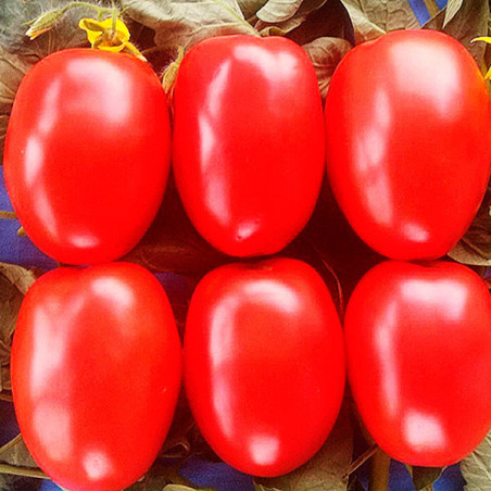  Tomate Tyrant 5000Semillas, Semillas de Tomate Hibrido F1, Nongwoo Bio 1276.271186 Tomate Tyrant 5000Semillas, Semillas de Toma