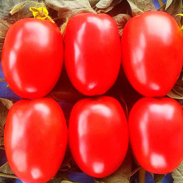  Tomate Tyrant 1000Semillas, Semillas de Tomate Hibrido F1, Nongwoo Bio 300.847458 Tomate Tyrant 1000Semillas, Semillas de Tomat