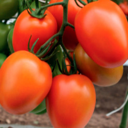  Tomate Moctezuma 1000Semillas, Semillas de Tomate Indeterminado Hibrido F1, HM Clause 566.949153 Tomate Moctezuma 1000Semillas,