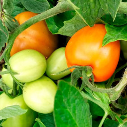  Tomate Rambo 5000Semillas, Semillas de Tomate Hibrido F1, OkSeeds 1504.237288 Tomate Rambo 5000Semillas, Semillas de Tomate Hib