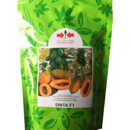  Papaya Sinta 1000Semillas, Semillas de Papaya Hibrido F1, East West Seed 910 Papaya Sinta 1000Semillas, Semillas de Papaya Hibr