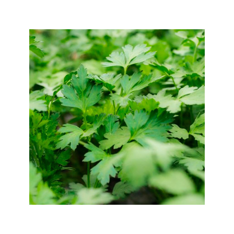  Perejil Novas 500gr, Semillas de Perejil, Clause 175.423729 Perejil Novas 500gr, Semillas de Perejil, Clause
Características
Ho