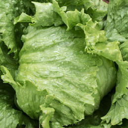  Lechuga Jupiter 100000Semillas, Semillas de Lechuga Iceberg, Nunhems 371.186441 Lechuga Jupiter 100000Semillas, Semillas de Lec