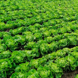  Lechuga Justine Elitop 5000Semillas, Semillas de Lechuga Tipo Seda, Clause 56.779661 Lechuga Justine Elitop 5000Semillas, Semil