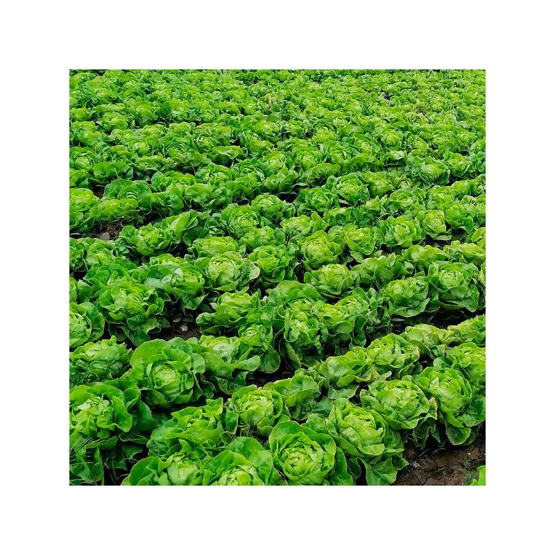  Lechuga Justine Elitop 5000Semillas, Semillas de Lechuga Tipo Seda, Clause 56.779661 Lechuga Justine Elitop 5000Semillas, Semil