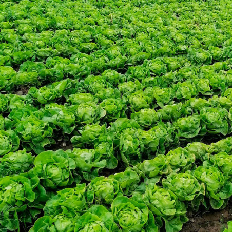  Lechuga Justine Elitop 5000Semillas, Semillas de Lechuga Tipo Seda, Clause 56.779661 Lechuga Justine Elitop 5000Semillas, Semil