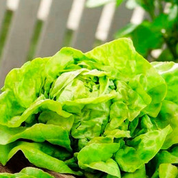  Lechuga Justine 100gr, Semillas de Lechuga Tipo Seda, Clause 280.508475 Lechuga Justine 100gr, Semillas de Lechuga Tipo Seda, C