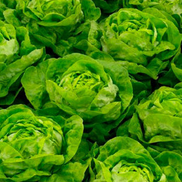  Lechuga Sandrine 100gr, Semillas de Lechuga, Clause 162.711864 Lechuga Sandrine 100gr, Semillas de Lechuga, Clause
 CLAUSEHORTA