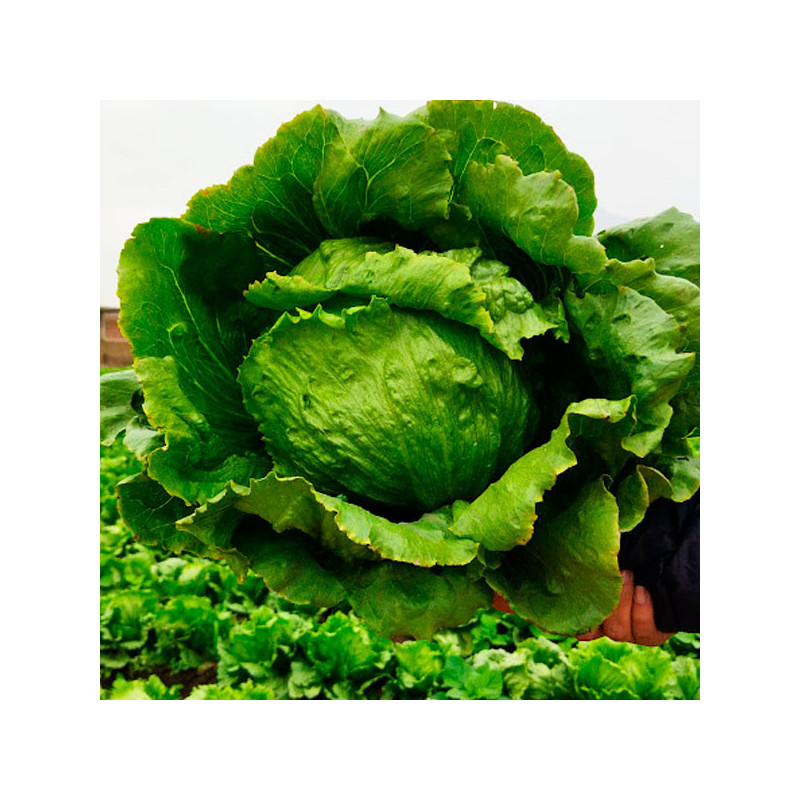 Lechuga Alpha 100gr, Semillas de Lechuga Tipo Iceberg, Clause 568 Lechuga Alpha 100gr, Semillas de Lechuga Tipo Iceberg, Clause