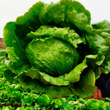  Lechuga Alpha 100gr, Semillas de Lechuga Tipo Iceberg, Clause 568 Lechuga Alpha 100gr, Semillas de Lechuga Tipo Iceberg, Clause