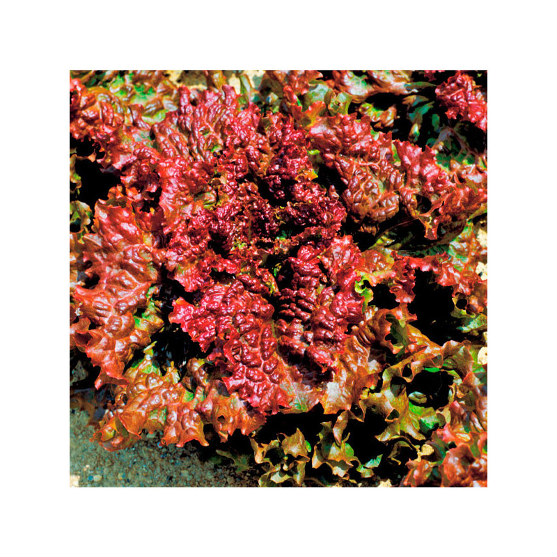 Lechuga New Red Fire 100gr, Semillas de Lechuga Crepa Morada, Takii 138.135593 Lechuga New Red Fire 100gr, Semillas de Lechuga   Lechuga New Red Fire 100gr, Semillas de Lechuga Crepa Morada, Takii 138.135593 Lechuga New Red Fire 100gr, Semillas de Lechuga