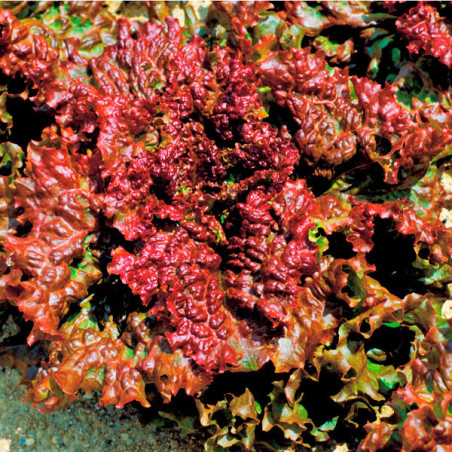  Lechuga New Red Fire 100gr, Semillas de Lechuga Crepa Morada, Takii 138.135593 Lechuga New Red Fire 100gr, Semillas de Lechuga 
