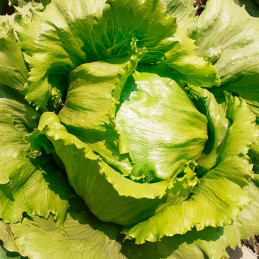  Lechuga Legacy 100gr, Semillas de Lechuga Tipo Iceberg, Takii 211.016949 Lechuga Legacy 100gr, Semillas de Lechuga Tipo Iceberg