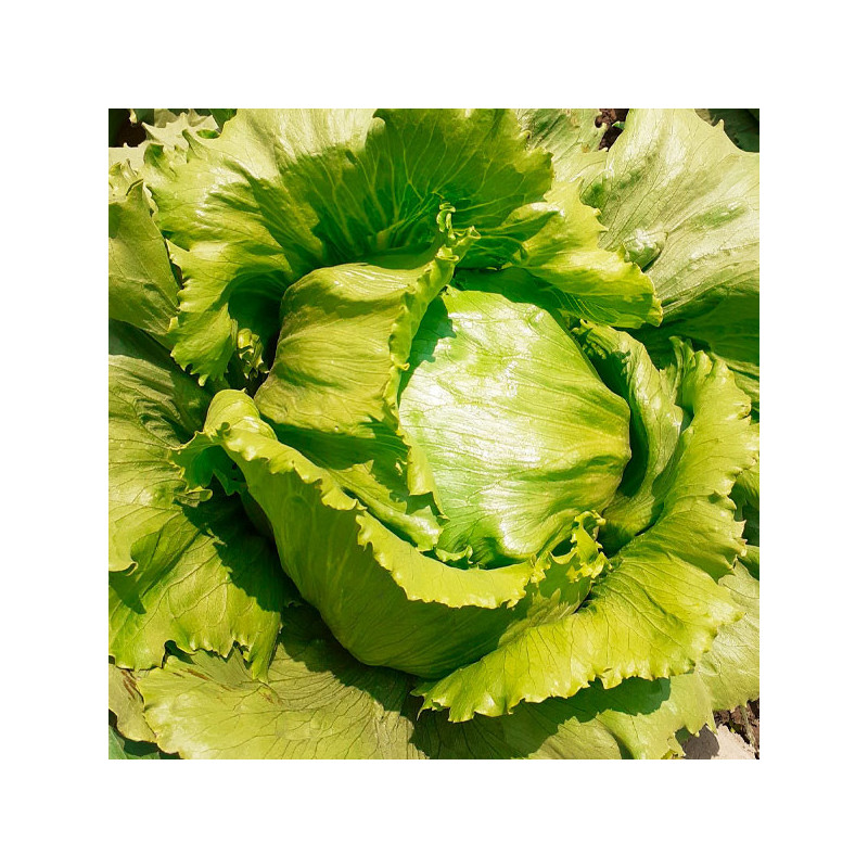  Lechuga Legacy 100gr, Semillas de Lechuga Tipo Iceberg, Takii 211.016949 Lechuga Legacy 100gr, Semillas de Lechuga Tipo Iceberg