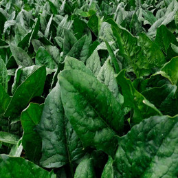  Espinaca Pippa 500gr, Semillas de Espinaca Hibrido F1, Takii 88.983051 Espinaca Pippa 500gr, Semillas de Espinaca Hibrido F1, T