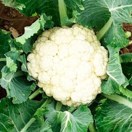  Coliflor Nevada 2500Semillas, Semillas de Coliflor Hibrido F1, Clause 133.050847 Coliflor Nevada 2500Semillas, Semillas de Coli