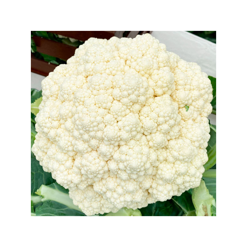  Coliflor Snow Mystique 10000Semillas, Semillas de Coliflor Hibrido F1, Takii 386.440678 Coliflor Snow Mystique 10000Semillas, S