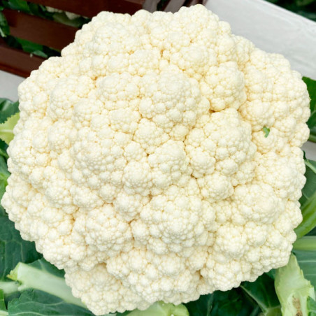  Coliflor Snow Mystique 10000Semillas, Semillas de Coliflor Hibrido F1, Takii 386.440678 Coliflor Snow Mystique 10000Semillas, S