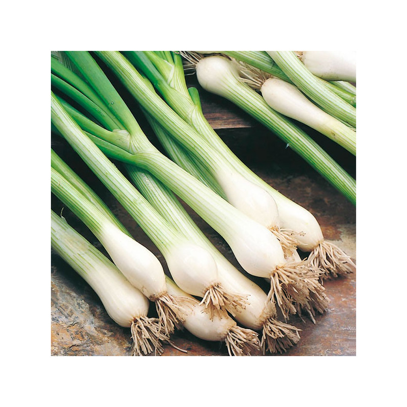  Cebolla China Kyoto Market 100gr, Semillas de Cebollita China, Takii 100 Cebolla China Kyoto Market 100gr, Semillas de Cebollit