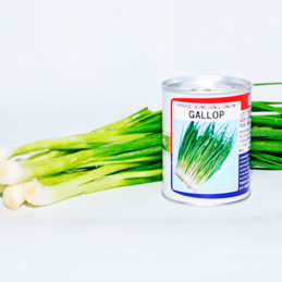  Cebolla China Gallop 100gr, Semillas de Cebollita China Hibrido F1, Takii 152.542373 Cebolla China Gallop 100gr, Semillas de Ce