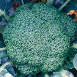  Brocoli Superial 25000Semillas, Semillas de Brocoli Hibrido F1, Nongwoo Bio 476.271186 Brocoli Superial 25000Semillas, Semillas