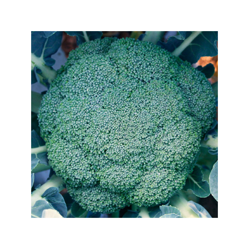  Brocoli Superial 25000Semillas, Semillas de Brocoli Hibrido F1, Nongwoo Bio 476.271186 Brocoli Superial 25000Semillas, Semillas