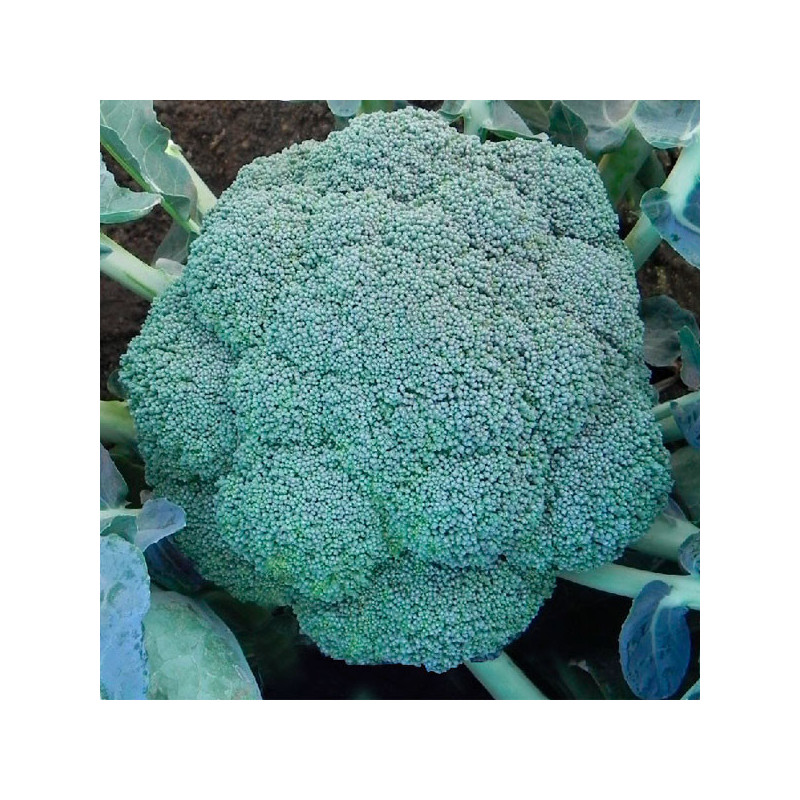  Brocoli Bucanero 1000Semillas, Semillas de Brocoli Hibrido F1, Nongwoo Bio 37.288136 Brocoli Bucanero 1000Semillas, Semillas de