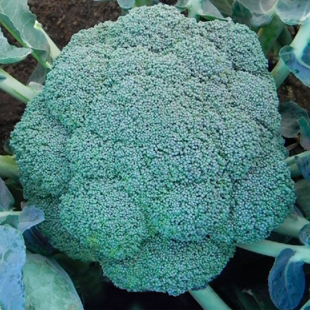  Brocoli Bucanero 1000Semillas, Semillas de Brocoli Hibrido F1, Nongwoo Bio 37.288136 Brocoli Bucanero 1000Semillas, Semillas de