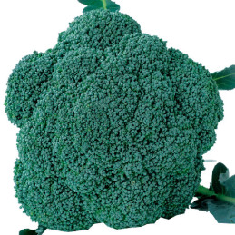  Brocoli Confidant 1000Semillas, Semillas de Brocoli Hibrido F1, Takii 31.355932 Brocoli Confidant 1000Semillas, Semillas de Bro