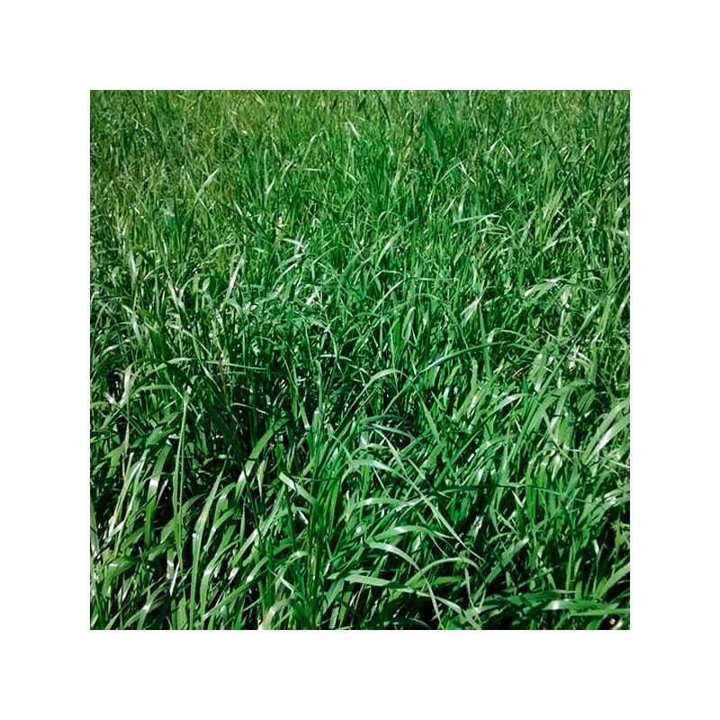  Ryegrass Magnum 20Kg, Semillas Ryegrass Tetraploide Pastos Forrajeros Climas Frios, Alabama 413.559322 Ryegrass Magnum 20Kg, Se
