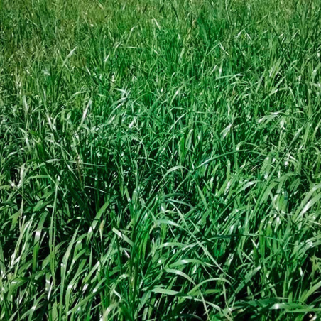 Ryegrass Magnum 5Kg, Semillas Ryegrass Tetraploide Pastos Forrajeros Climas Frios, Alabama agp-Ryegrass Magnum 5Kg, Semillas Rye