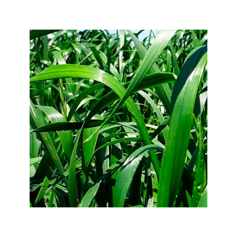  Ryegrass Jumbo 25Kg, Semillas Ryegrass Tetraploide Anual Pastos Forrajeros Climas Frios, Alabama 470.338983 Ryegrass Jumbo 25Kg