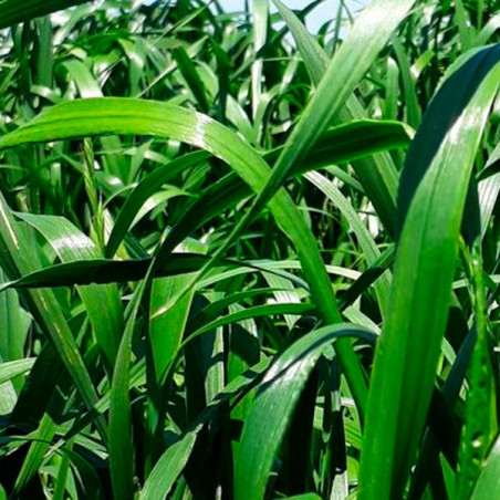  Ryegrass Jumbo 25Kg, Semillas Ryegrass Tetraploide Anual Pastos Forrajeros Climas Frios, Alabama 470.338983 Ryegrass Jumbo 25Kg