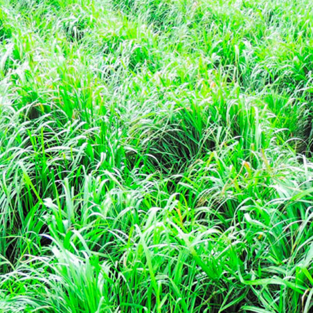  Wanka Grass 25Kg, Semillas Ryegrass Mezcla Pastos Forrajeros Climas Frios Altoandinos, AGP 438.983051 Wanka Grass 25Kg, Semilla
