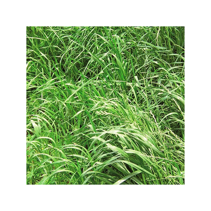  Ryegrass Nui NZ 25Kg, Semillas Ryegrass Ingles Pastos Forrajeros Climas Frios, AGP 577.999999 Ryegrass Nui NZ 25Kg, Semillas Ry