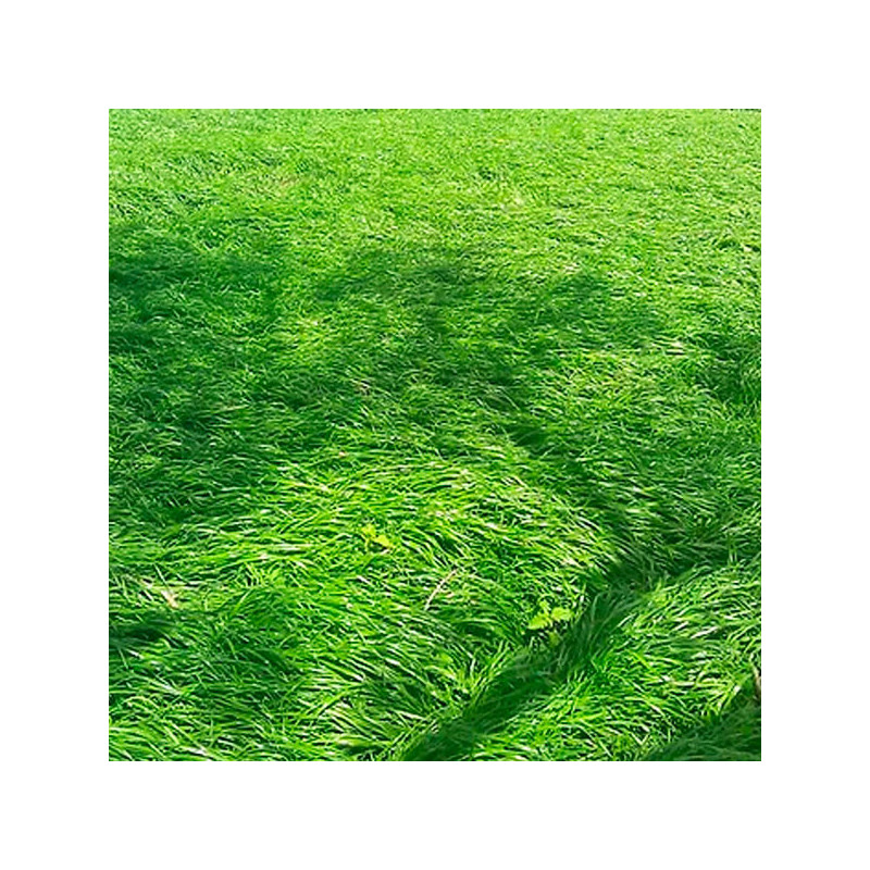  Ryegrass Andrea 25Kg, Semilla Ryegrass Diploide Anual Pastos Forrajeros Climas Frios, Alabama 376.271186 Ryegrass Andrea 25Kg, 
