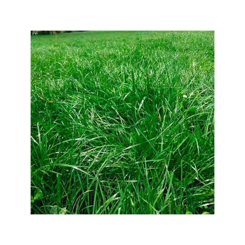  Ryegrass Boxer 5Kg, Semilla Ryegrass Hibrido F1 Pastos Forrajeros Climas Frios, Alabama 164.40678 Ryegrass Boxer 5Kg, Semilla R