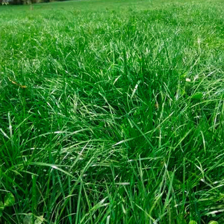 Ryegrass Boxer 5Kg, Semilla Ryegrass Hibrido F1 Pastos Forrajeros Climas Frios, Alabama 164.40678 Ryegrass Boxer 5Kg, Semilla R