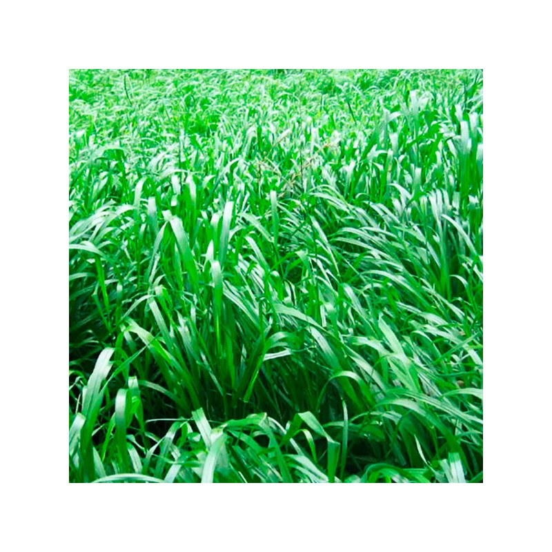  Ryegrass Bison2 5Kg, Semilla Ryegrass Hibrido F1 Pastos Forrajeros Climas Frios, Alabama 135.59322 Ryegrass Bison2 5Kg, Semilla