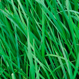  Dactylis Glomerata 25Kg, Semillas Dactylis Pastos Forrajeros Climas Frios, Alabama 1107.627119 Dactylis Glomerata 25Kg, Semilla